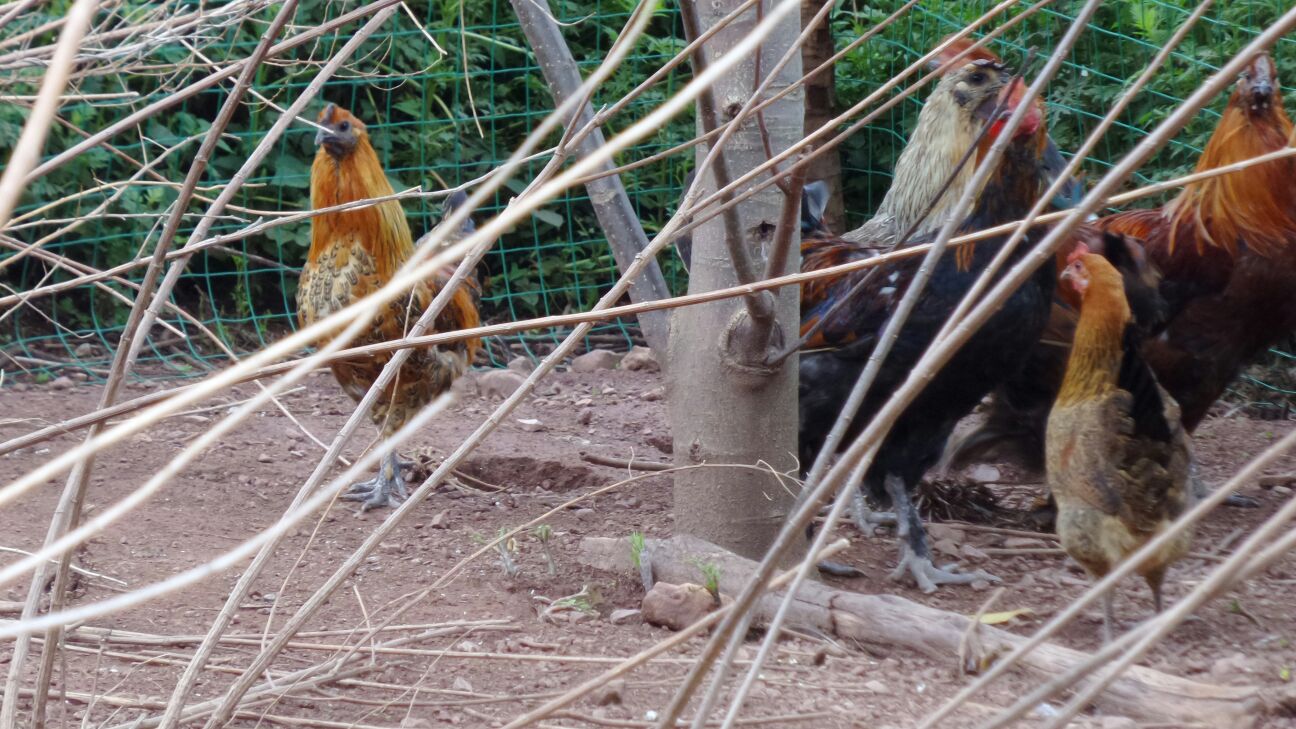 【BJL平台】通许白菜价格最新行情走势,我国大白菜的主产地在哪?