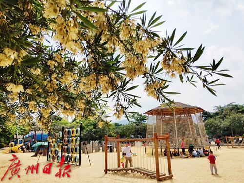 香菜多少钱一斤?2018全国香菜收购价格行情|BJL平台集团