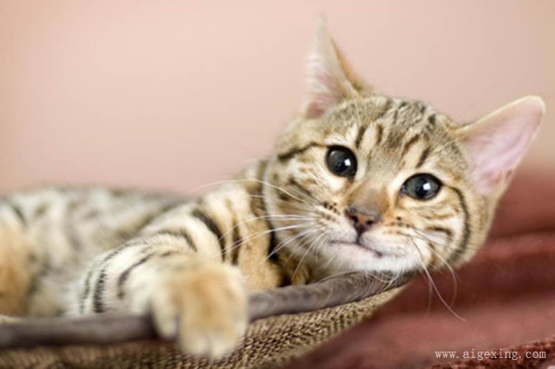 2017全国最新小龙虾价格汇总：小龙虾价格持续大涨！|BJL平台集团