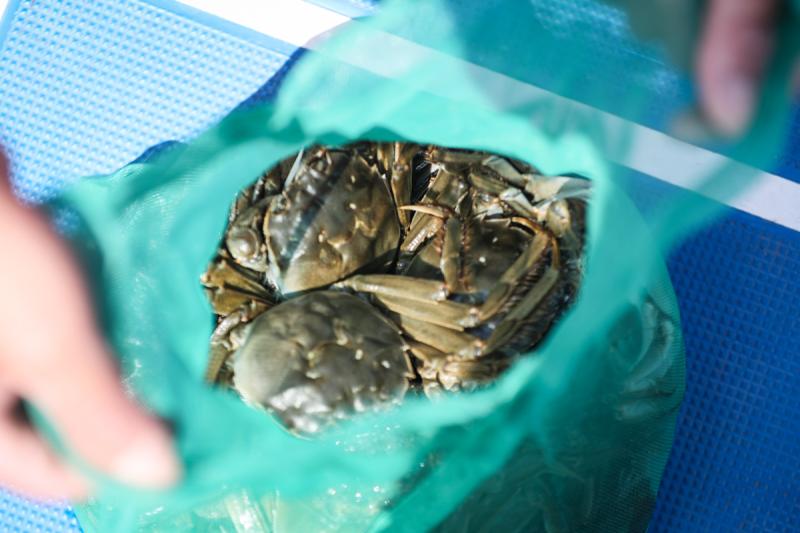 西红柿行情走势如何？2019年各地区西红柿价格行情-BJL平台