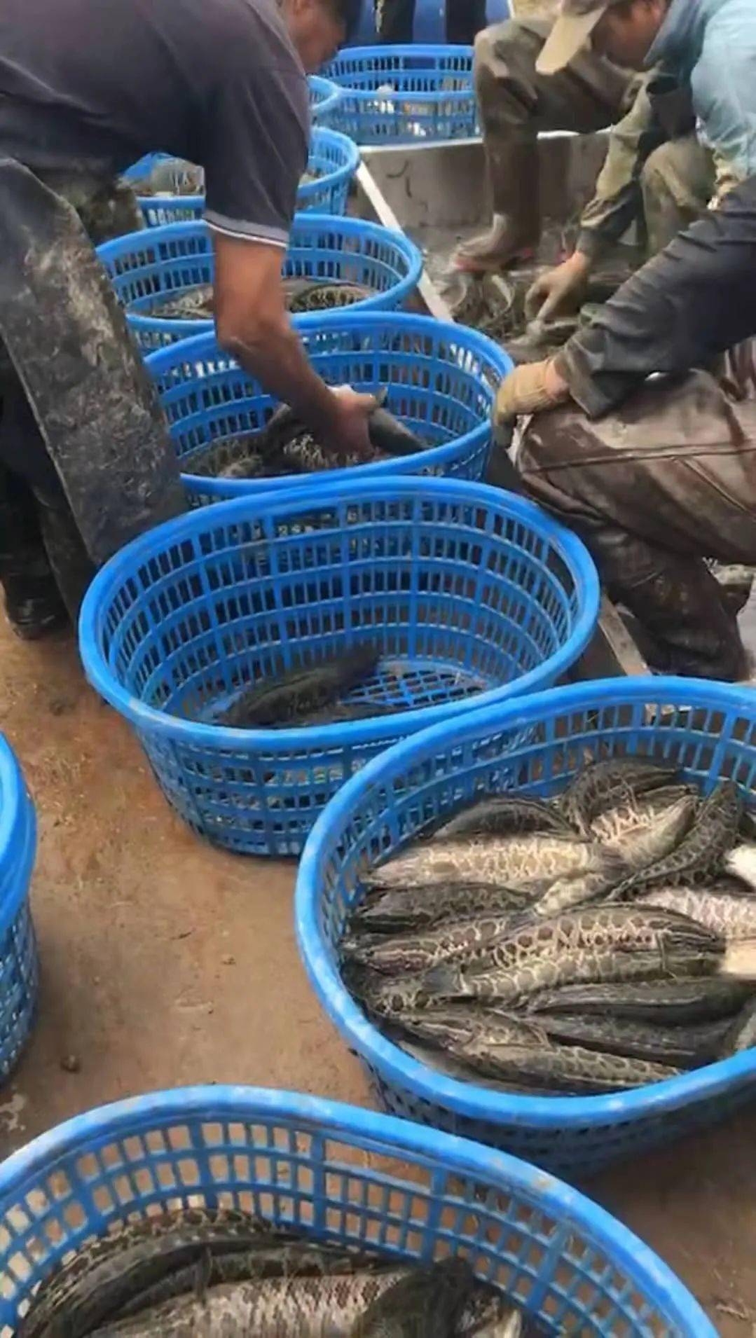 BJL平台集团-
加州鲈鱼又减价！黑鱼价钱回暖起来了 养殖户笑了！(图2)