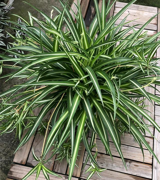 ‘BJL平台集团’苹果为App Store抽成比例辩护:收取的费用与其他数字平台一致(图2) BJL平台集团