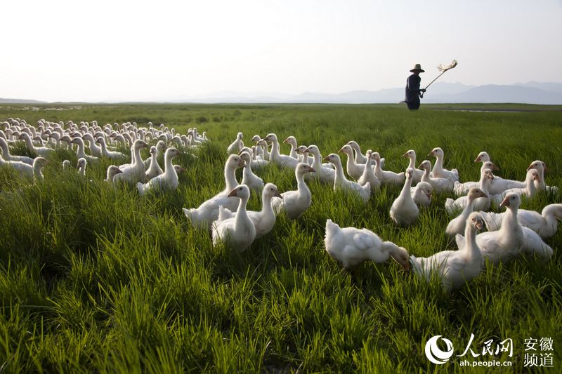 “BJL平台集团”
提升新型农业谋划主体 动员和服务小农户能力(图7) BJL平台集团