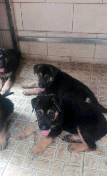 现金流充沛负债稳健 如何评估中梁半年完成四成销售?【BJL平台】(图3) BJL平台集团