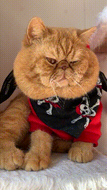 搞笑GIF段子:论辅助角色的重要性“BJL平台集团”(图6)
搞笑GIF段子:论辅助角色的重要性“BJL平台集团”(图6)