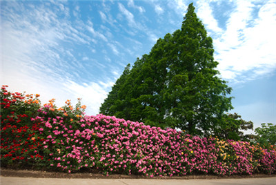 BJL平台集团|疯狂的黄金:价格打破9年记录 现在上车还来得及吗?(图1) BJL平台集团