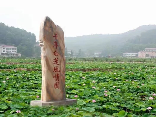 BJL平台集团-专家讲解中心支轴式喷灌机基础知识(图2) BJL平台