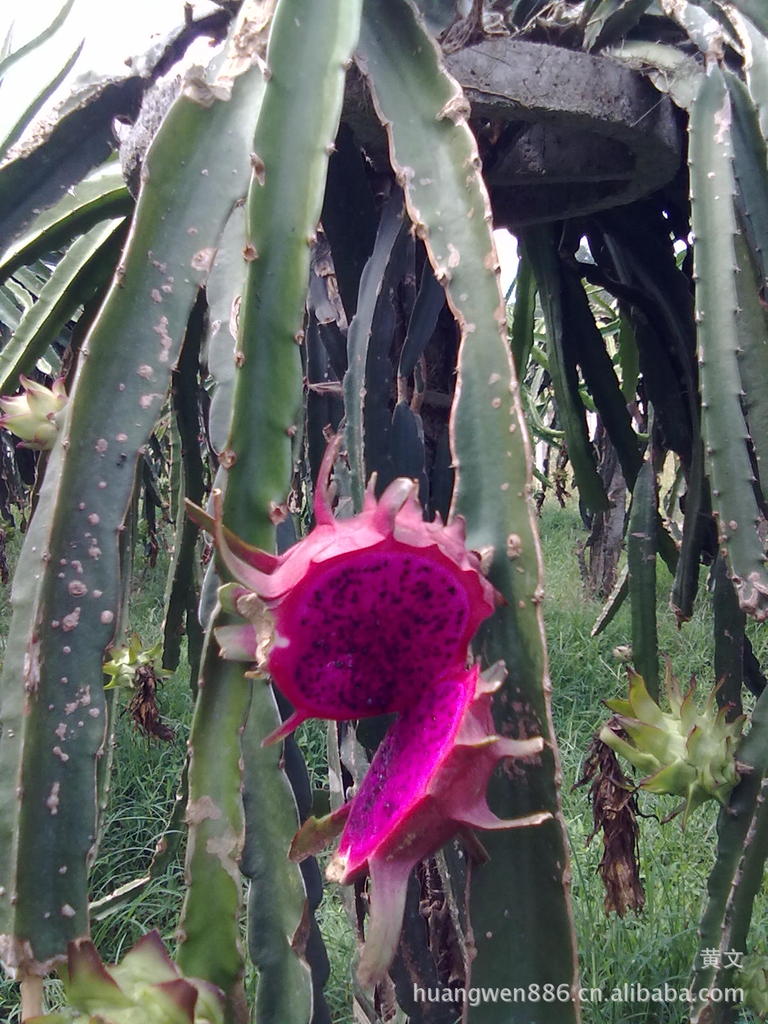 怂现煮串串,体验不一样的美味【BJL平台】(图1) BJL平台