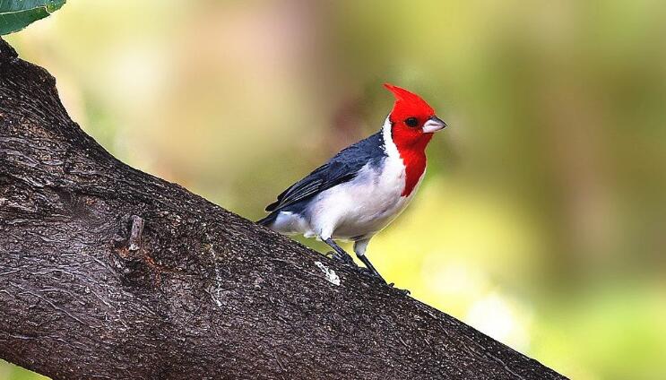 新冠疫情大流行或改写全球秩序,疫情何时现拐点?-BJL平台(图2) BJL平台集团