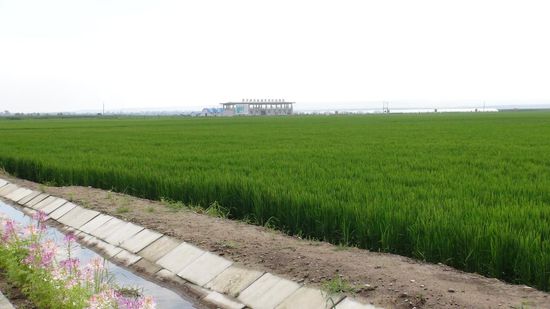 【BJL平台】2017年7月26日玉米价格最新公告：收购价格大量下调！